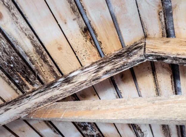 Moistrue in Attic